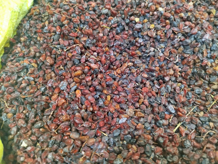 زرشک کوهی (قره میق,زردک)