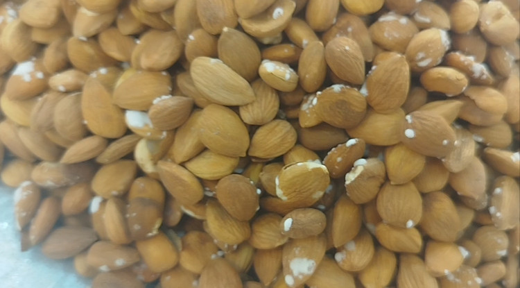 مغز هسته زرد الو