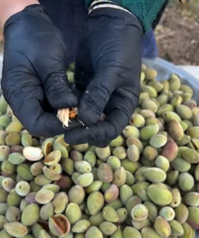 بادام سنگی لوکس