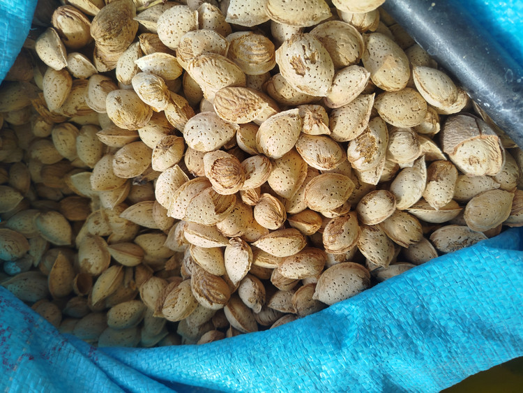 بادام سنگی لوکس